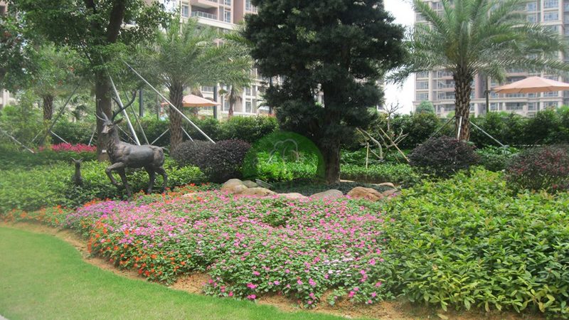 苗木种植技术视频教程：从选苗到养护的完整步骤详解