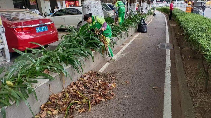 苗木种植技术视频教程：掌握关键步骤，提升成活率**
