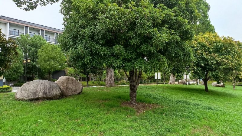 上海垂直绿化植物墙：品牌排行背后的技术考量