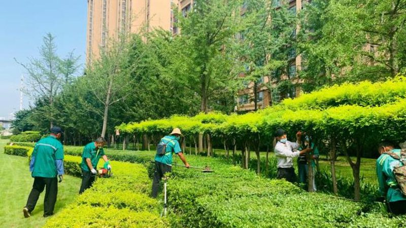 市政绿化养护，如何选择专业公司？**